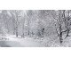Календарь ТРИО MAXI «Зимний лес»