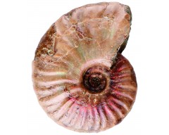 Ископаемая ракушка «Oligocene ammonite»